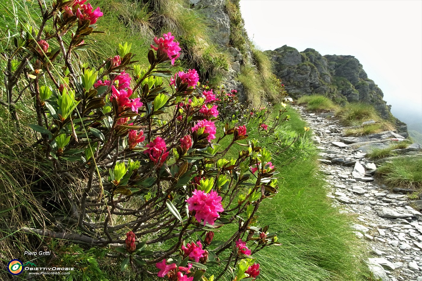 21 Rododendro rosso (Rhododendron ferrugineum) .JPG